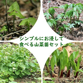 山菜苗セット： シンプルにお浸しで食べる4種各1ポットセット【ボウナ・ギョウジャニンニク・畑ワサビ・シドケ】