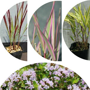 R쑐ZbgF OXނȂǉB 4e2|bgZbg yg`KE\acAVEtE`\EECuLWRE\Ez