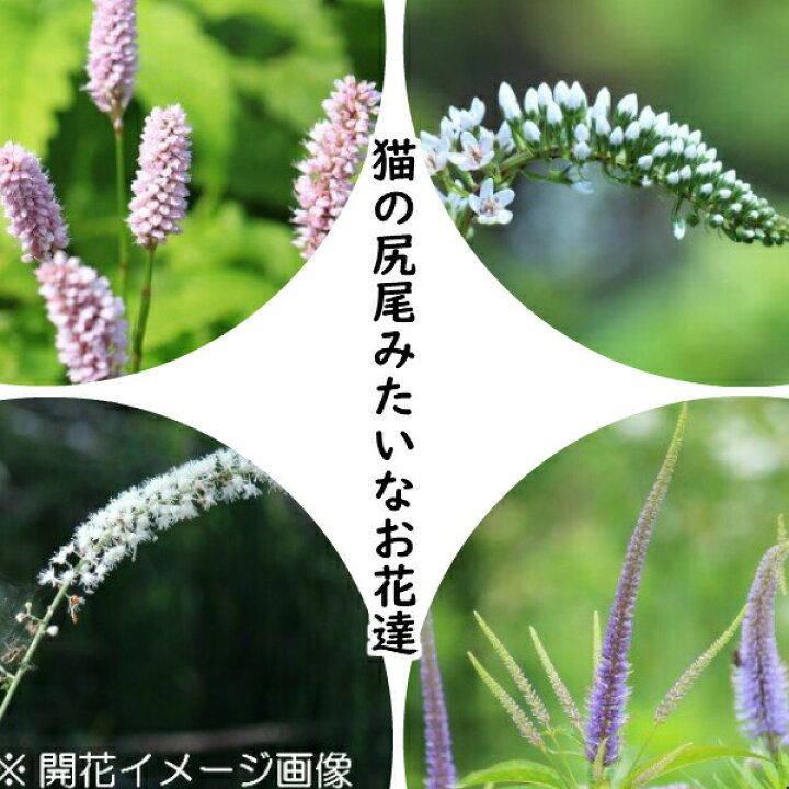 楽天市場 山野草セット 猫の尻尾みたいなお花達 4種各1ポットセット 蝦夷イブキトラノオ オカトラノオ サラシナショウマ クガイソウ 今季開花終了 地上部無し 紫桜館 山の花屋 楽天市場店 楽天市場 山野草セット 猫の尻尾みたいなお花達 4種各1ポットセット 蝦夷イブキトラノオ オカトラノオ サラシナショウマ クガイソウ 今季開花終了 地上部無し 紫桜館 山の花屋 楽天市場店