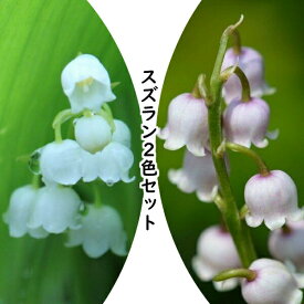 楽天市場 すずらん 開花時期春 苗物 ガーデニング 農業 花 ガーデン Diyの通販