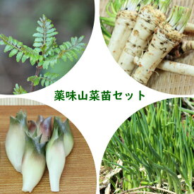 楽天市場 ミョウガ 苗の通販 楽天市場 ミョウガ 苗の通販