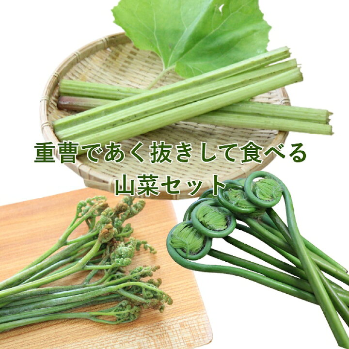 楽天市場 山菜苗セット 重曹であく抜きして食べる山菜苗 各2ポットセット ワラビ ヤマフキ ゼンマイ 23年5月から再販予定 紫桜館 山の花屋 楽天市場店