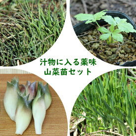 楽天市場 みょうが 栽培 プランターの通販