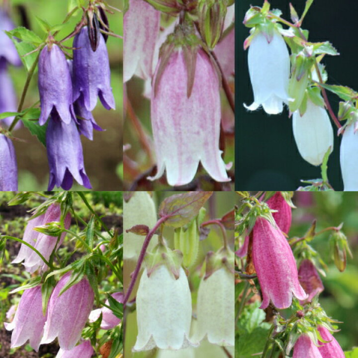 10 Off 良い時期 ホタルブクロ苗b2 薄い紫色 山野草 育てやすい多年草 高さcm 5月に咲く3株 Www iwearparts Com