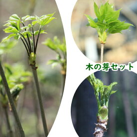 楽天市場 タラ の 芽 苗の通販 楽天市場 タラ の 芽 苗の通販