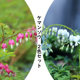 宿根草セット： ケマンソウ （タイツリソウ）2色各2ポットセット　/※休眠 地上部無し
