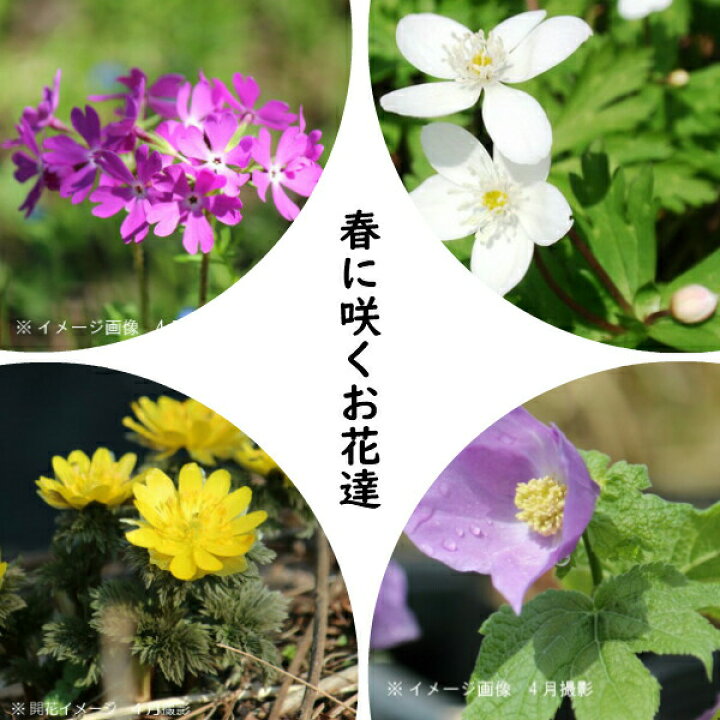 楽天市場 山野草セット 春に咲くお花達 4種各2ポットセット 日本サクラソウ ニリンソウ シラネアオイ 福寿草 紫桜館 山の花屋 楽天市場店