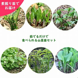山菜苗セット：茹でるだけで食べられる山菜苗6種各2株セット【コゴミ・行者ニンニク・シドケ・ウルイ・山ウド・畑ワサビ】※入荷済み