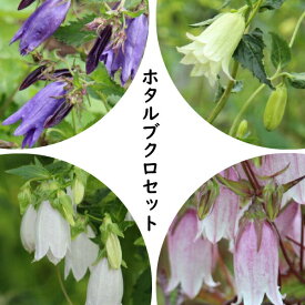 楽天市場 秋 植え 宿根草 種類 植物 カンパニュラ の通販