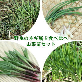 山菜苗セット： 野生のネギ属を食べ比べ！ 薬味山菜苗　各2ポットセット 【ノビル・蝦夷ネギ・行者にんにく・アサツキ】