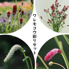宿根草セット：ワレモコウ4種セット 各1ポットセット【純・ピンクタンナ・長穂白花・濃色長穂赤花】