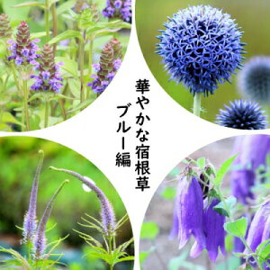 hZbgF؂₩ȏh@u[ҁ@4e1|bgZbgyEc{OTE^}AU~ENKC\EEԃz^uNz