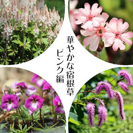 楽天市場 宿根草 セットの通販