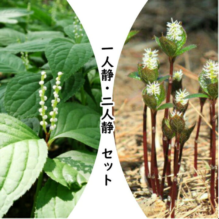 楽天市場 山野草セット 一人静と二人静 2種各3ポットセット 紫桜館 山の花屋 楽天市場店