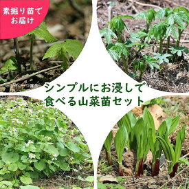 山菜苗セット：シンプルにお浸しで食べる4種各5株セット　【ボウナ・ギョウジャニンニク・畑ワサビ・シドケ】