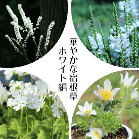 宿根草セット：華やかな宿根草ホワイト編4種各1ポットセット【サラシナショウマ・白花カクトラノオ・白花サクラソウ・西洋白花オキナグサ】