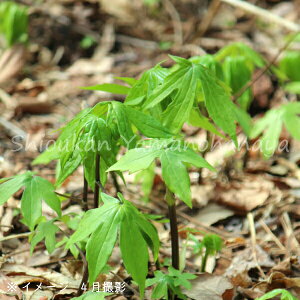 (20|bg)VhP@10.5cm|bgc20|bgZbg@Rؕc/ϊN/~WKT/x n㕔