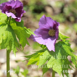 楽天市場】シラネアオイ 9〜10.5cmポット苗 数量割引あり/1芽植え/山  