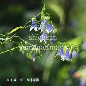 ソバナ　9〜10.5cmポット苗　数量割引あり/山野草/山菜苗/耐寒性多年草/岨菜/蕎麦菜/※休眠 地上部無し