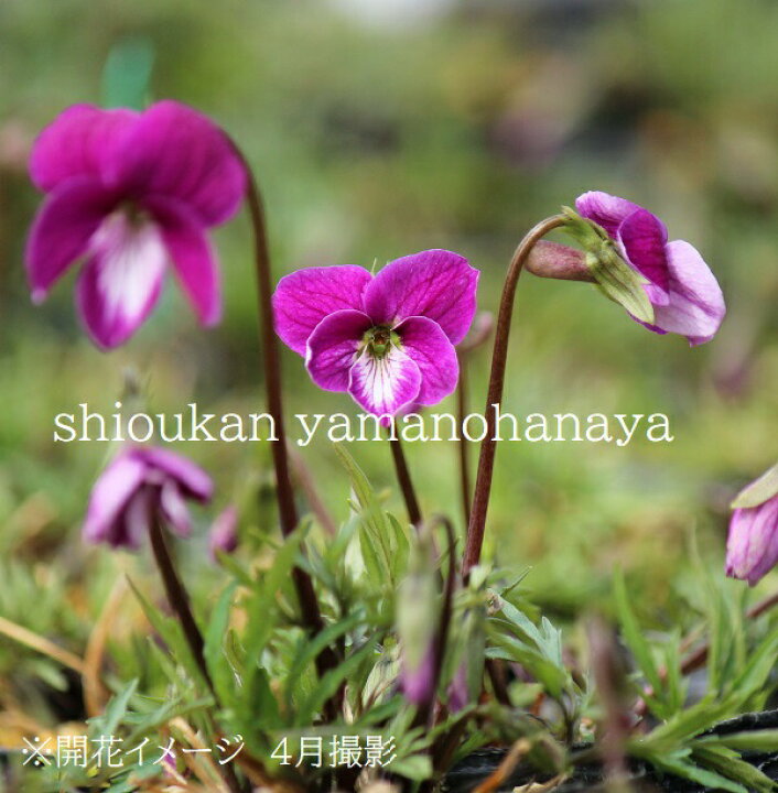 楽天市場 5ポット ヒラツカスミレ 紅寿 7 5 9cmポット苗5ポットセット 春咲き山野草 耐寒性多年草 紅花南山スミレ 新商品 芳香がある菫 今季開花終了 紫桜館 山の花屋 楽天市場店