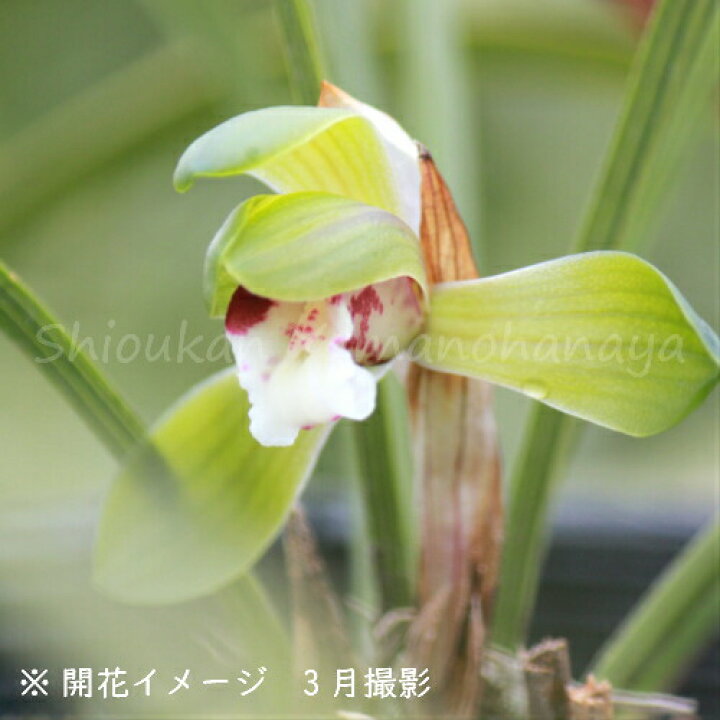 送料込 山野草 ミソハギ 精霊花 １ポット Smaksangtimur Jkt Sch Id