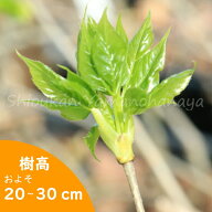 タカノツメ　9〜10.5cmポット苗　数量割引あり/樹高20〜30cm/山菜苗/イモノキ/※3/14まだ休眠中