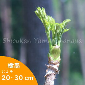 楽天市場 タラの芽 苗の通販