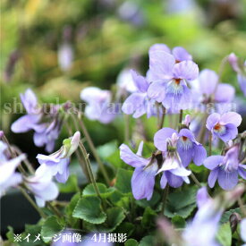 (1ポット)タチツボスミレ　9cmポット苗　山野草/耐寒性多年草/立壺菫/※今季開花終了 6/1葉が展開中