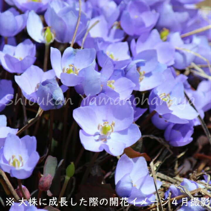 楽天市場 1ポット タツタソウ 7 5 9cmポット苗 春咲き山野草 耐寒性多年草 竜田草 今季開花終了 紫桜館 山の花屋 楽天市場店
