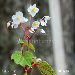 VEJChE@9`10.5cm|bgc@R쑐/xRjǍ/Vi/x n㕔Ȃ