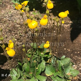 カルセオラリア ビフローラ ゴールドキャップ　9cmポット苗　華やかな海外品種/山野草/耐寒性多年草/新商品/※休眠 地上部なし