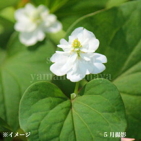 八重咲きドクダミ　9cmポット苗　数量割引あり/山菜苗/耐寒性多年草/薬草苗/新商品/※休眠 地上部なし