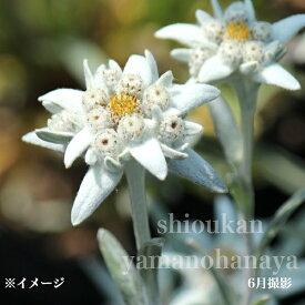 エーデルワイス　9cmポット苗　耐寒性多年草/新商品/※5/16つぼみ〜開花中
