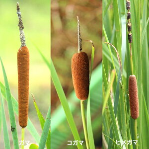 【品種選択可能】ガマ 10.5cmポット苗 ヒメガマ/コガマ/蒲/数量割引あり/湿地性多年草/ビオトープ/蒲/※9/27葉を切り詰めてお届け