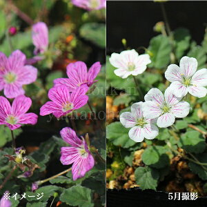 yԐFI\zփqtE\E@7.5`9cm|bgc@ʊ/؂₩ȊCOi///Vi/GJԏI ~t