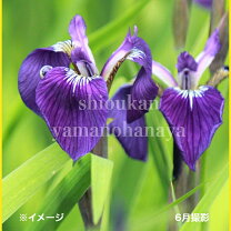 楽天市場】葉 菖蒲（苗物｜ガーデニング・農業）：花・ガーデン・DIYの通販