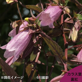 カラス葉紅山ホタルブクロ　9cmポット苗　数量割引あり/山野草/蛍袋/カンパニュラ/※冬葉が展開中