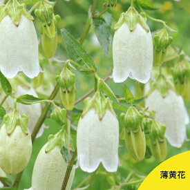 (1ポット)薄黄花ホタルブクロ　9cmポット苗　山野草/耐寒性多年草/蛍袋/カンパニュラ/※5/25つぼみ～開花中