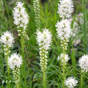 AgX tX^ zCg@9cm|bgc@؂₩ȊCOi/R쑐/ϊN/Vi/x n㕔Ȃ