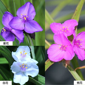 【花色選択可能】ムラサキツユクサ　10.5cmポット苗　数量割引あり/華やかな海外品種/トラデスカンティア/※休眠 地上部なし