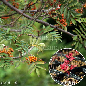 iiJ}h@9cm|bgcc@ʊ/1`2N/5`15cm/t/c/[R}/Vi/x tς