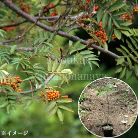 ナナカマド　10.5cmポット苗　数量割引あり/樹高約20～40cm/落葉樹/苗木/深山七竈/新商品/※落葉済み