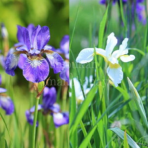 yԐFI\zmA@10.5cm|bgc@ʊ/R쑐/ϊN/Ҋ/x n㕔