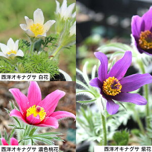 yԐFI\zmILiOT@ 9cm|bgc@ʊ/؂₩ȊCOi/h//vTeB/x n㕔Ȃ