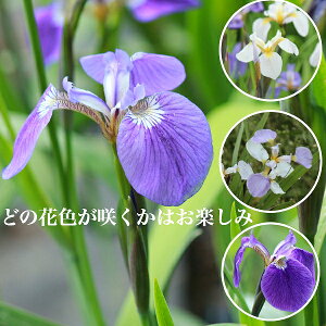 yԐF܂zqIEMA@10.5cm|bgc@R쑐/ϊN/w/Ҋ/x n㕔