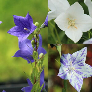 yԐF܂z쐶LLE@9`10.5cm|bgc@ʊ/R쑐/ϊN/j[/x n㕔