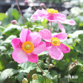 桃花シュウメイギク　9〜10.5cmポット苗　数量割引あり/秋咲き山野草/耐寒性多年草/秋明菊/アネモネ/※7/11葉が展開中