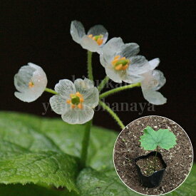 サンカヨウ　9cmポット幼苗　数量割引あり/植え付け2年後以降に開花見込み苗/春咲き山野草/耐寒性多年草/スケルトンフラワー/新商品/※休眠 地上部無し