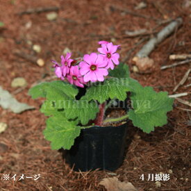 四国カッコソウ　9cmポット苗　 数量割引あり/山野草/耐寒性多年草/桜草/プリムラ/新商品/※休眠 地上部なし