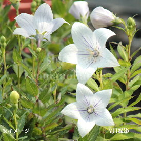 アポイキキョウ フェアリースノー　9cmポット苗　山野草/耐寒性多年草/桔梗/新商品/※休眠 地上部なし